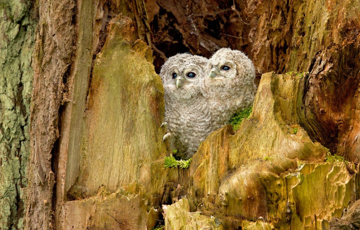 Резьба по дереву Филин в дупле