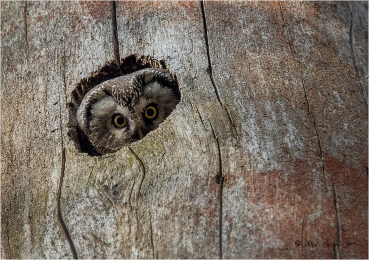 Сова в дупле дуба