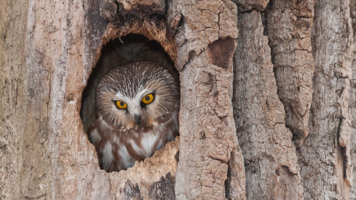 Сова в дупле рисунок