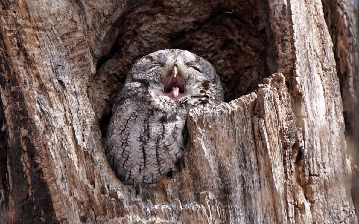 Сова сипуха в дупле