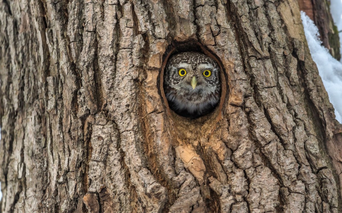 Мохноногий Сыч гнездо