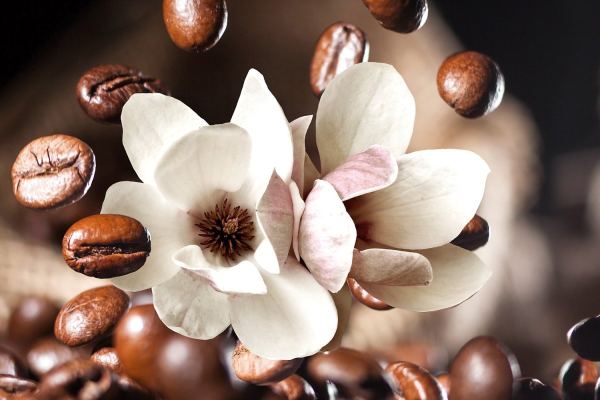 Коричневые листья