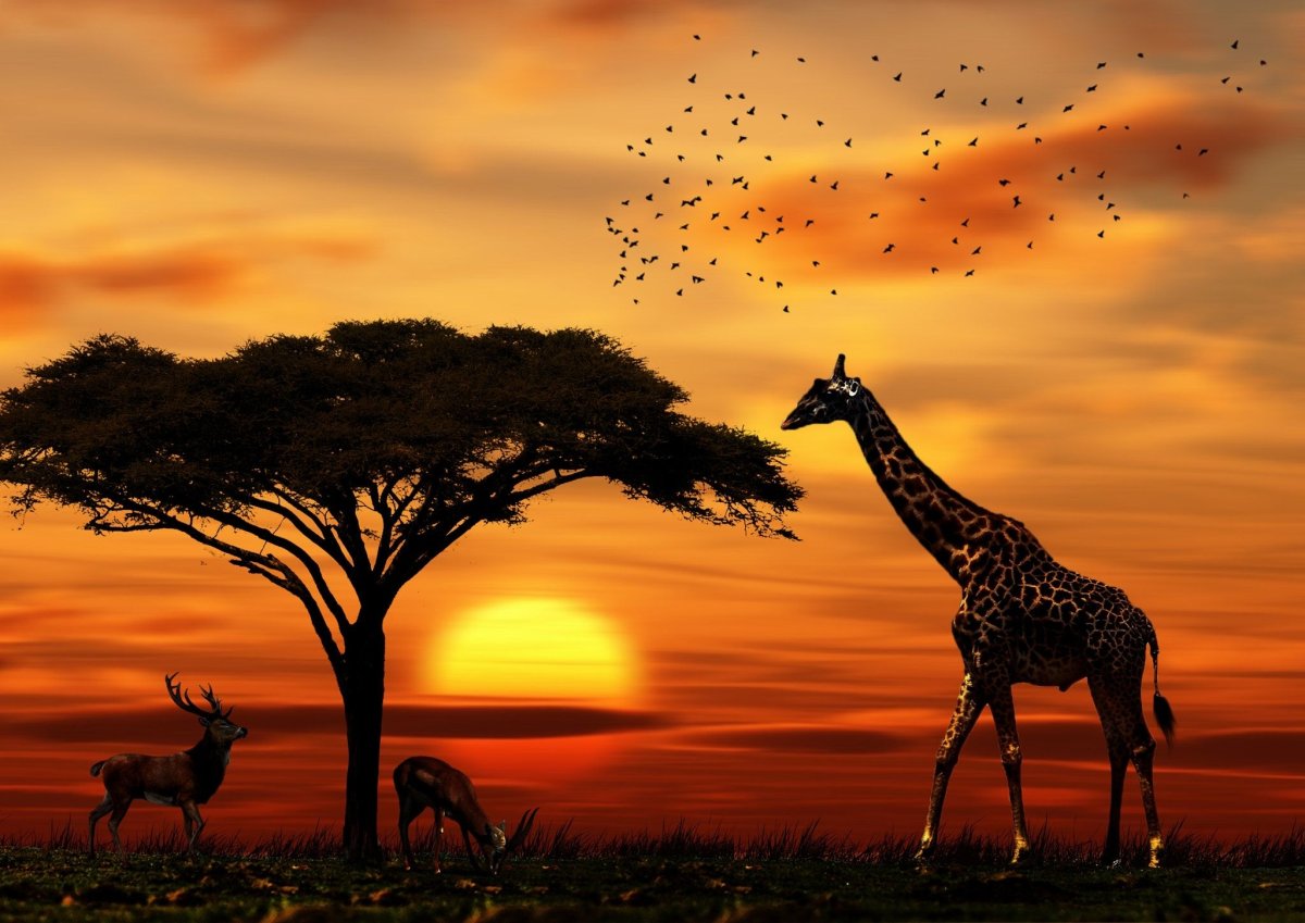 Загадочная природа Африка