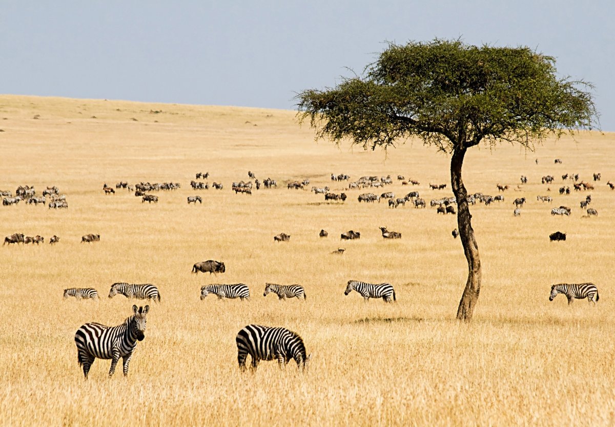 Масаи Мара Кения