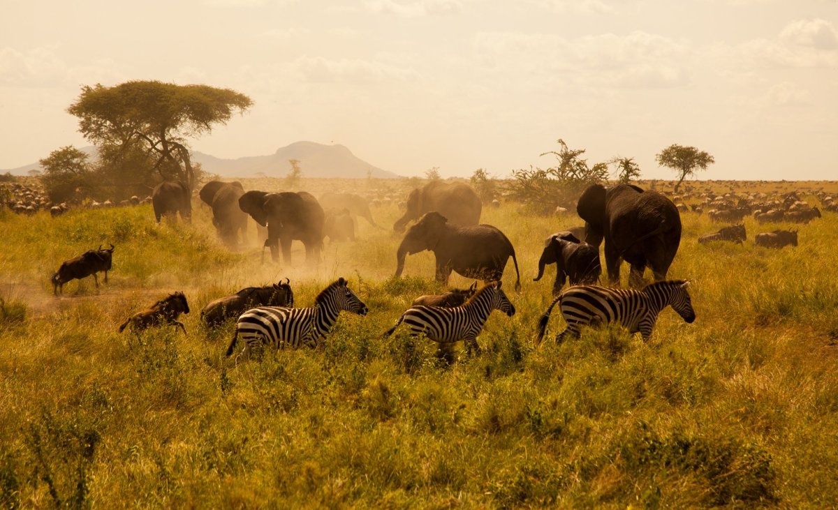 Национальный парк Серенгети Танзания
