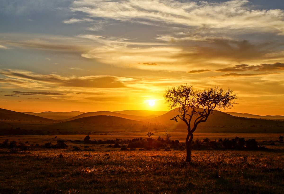 Сафари животные Африки