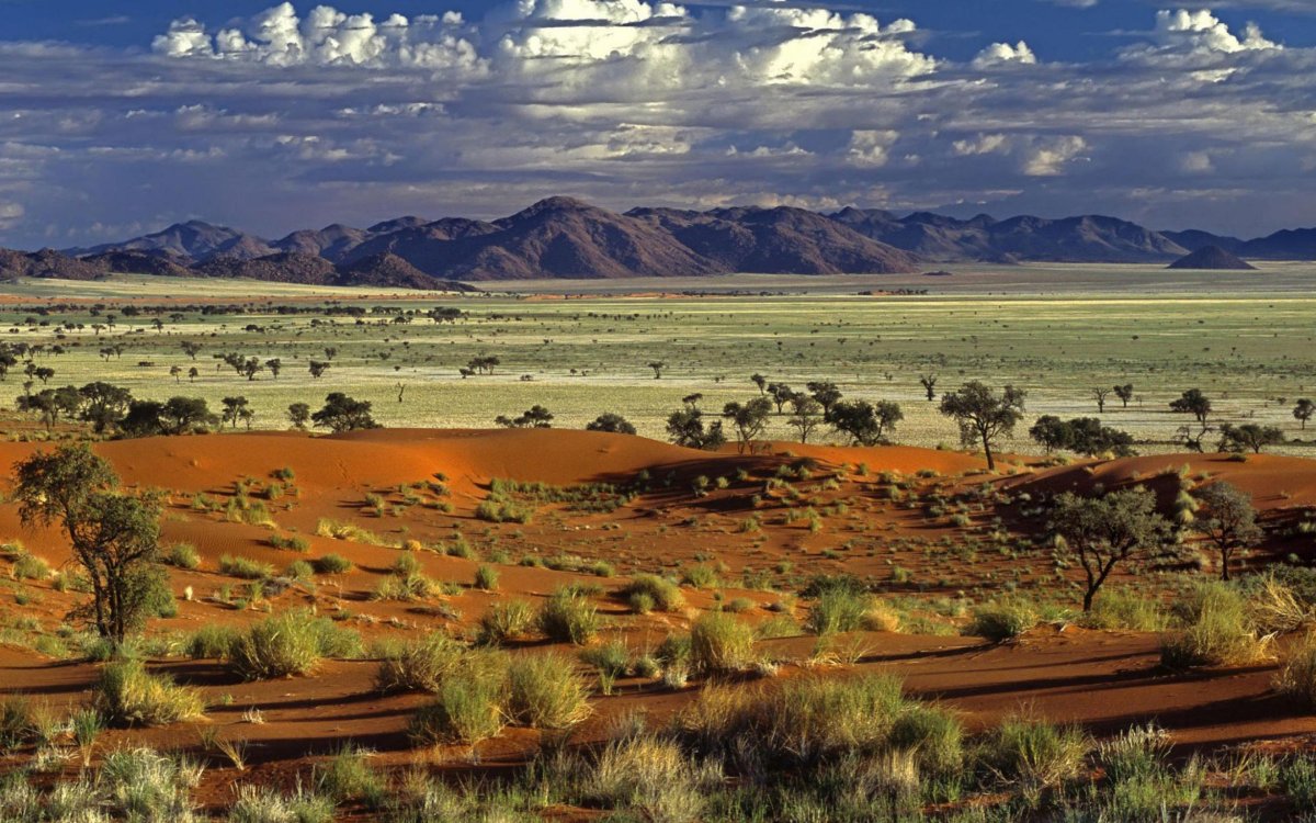 Саванны и редколесья