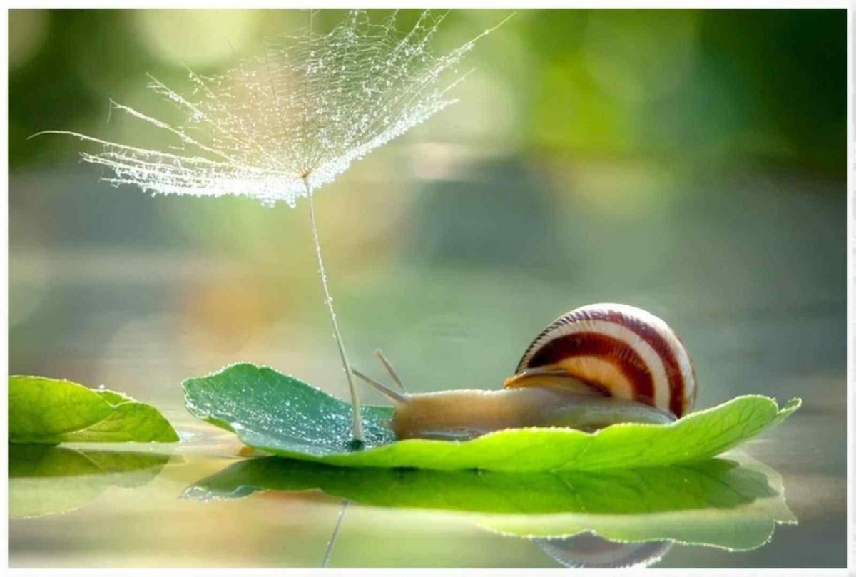 Макрофотографии Вячеслава Мищенко