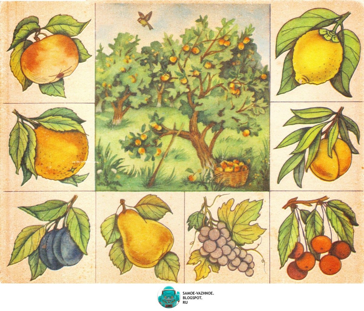 Четвертый лишний ягоды