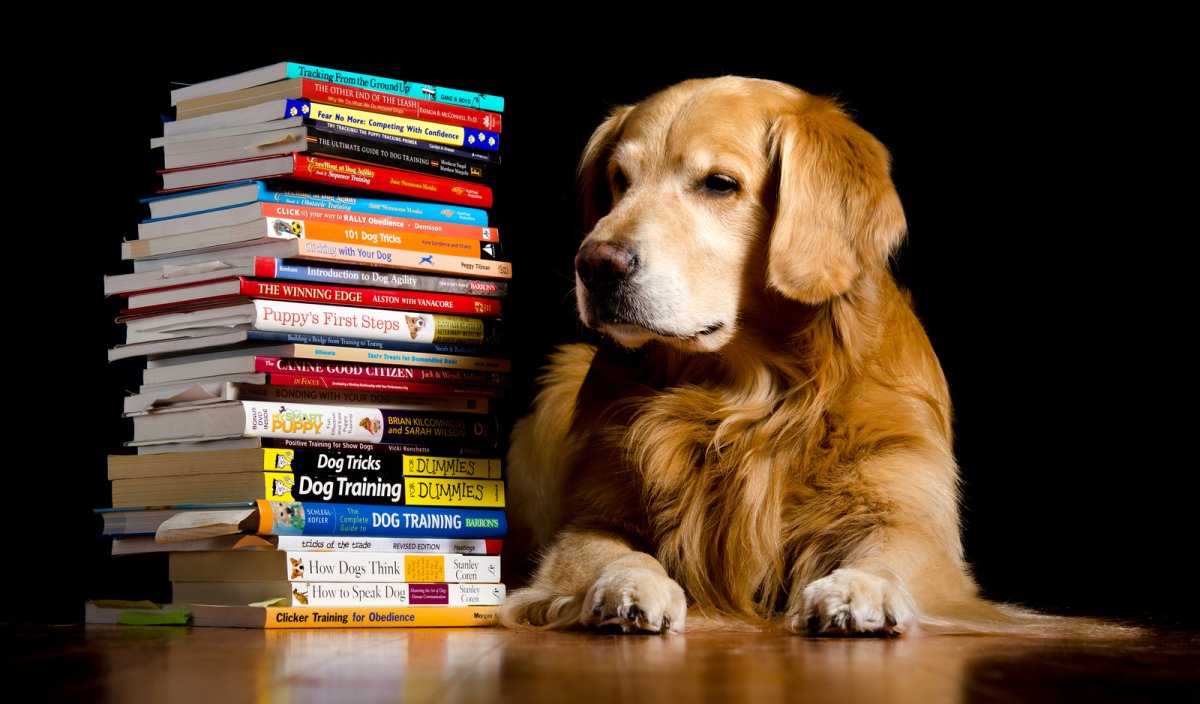 Умная собака