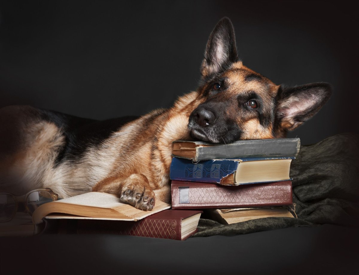 Память животных