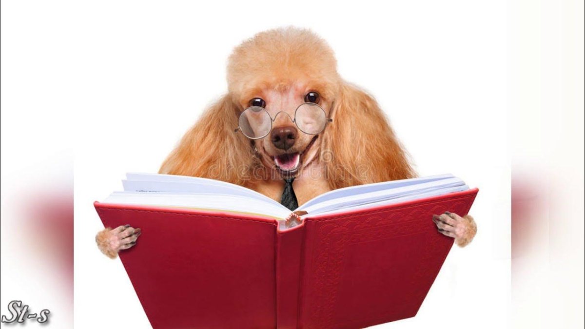 Собака с книгой на белом фоне