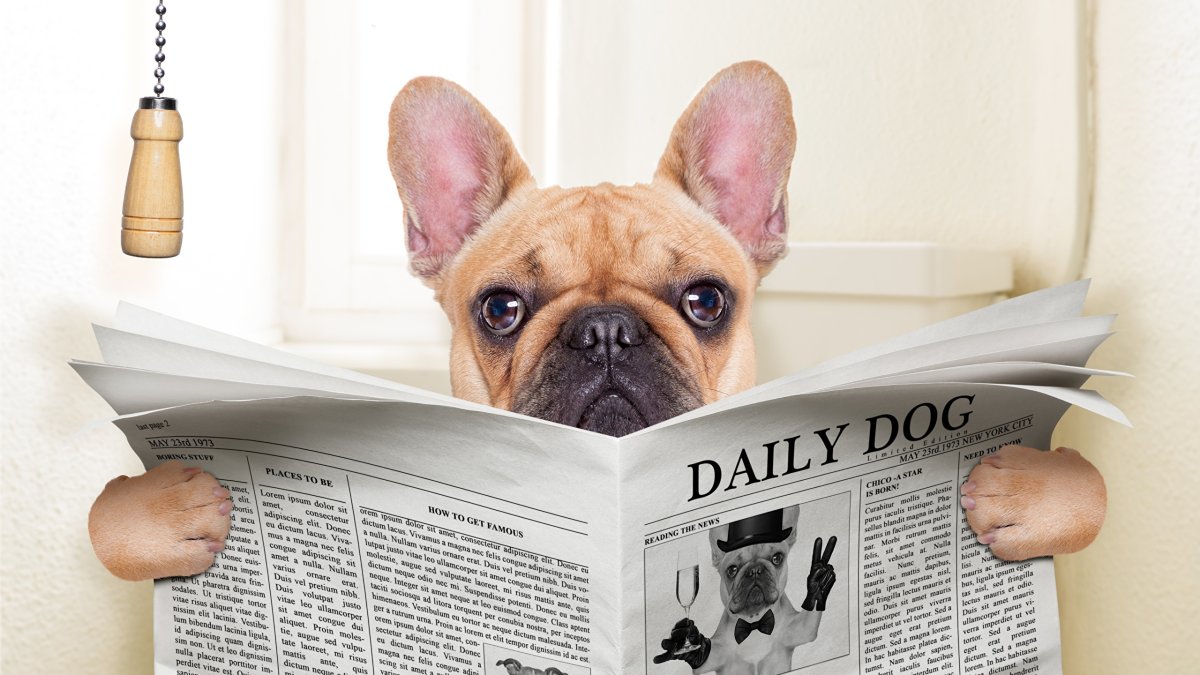 Собака читает книгу