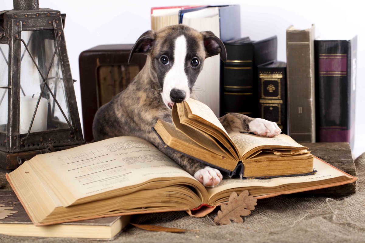 Book my dog. Собака с книжкой. Книги про собак. Книжка про щенка. Собака книга арт.