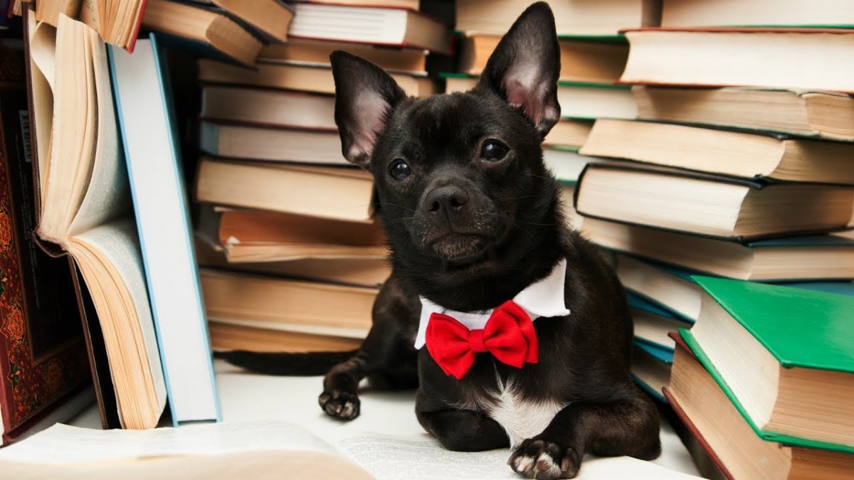 Книжные собаки