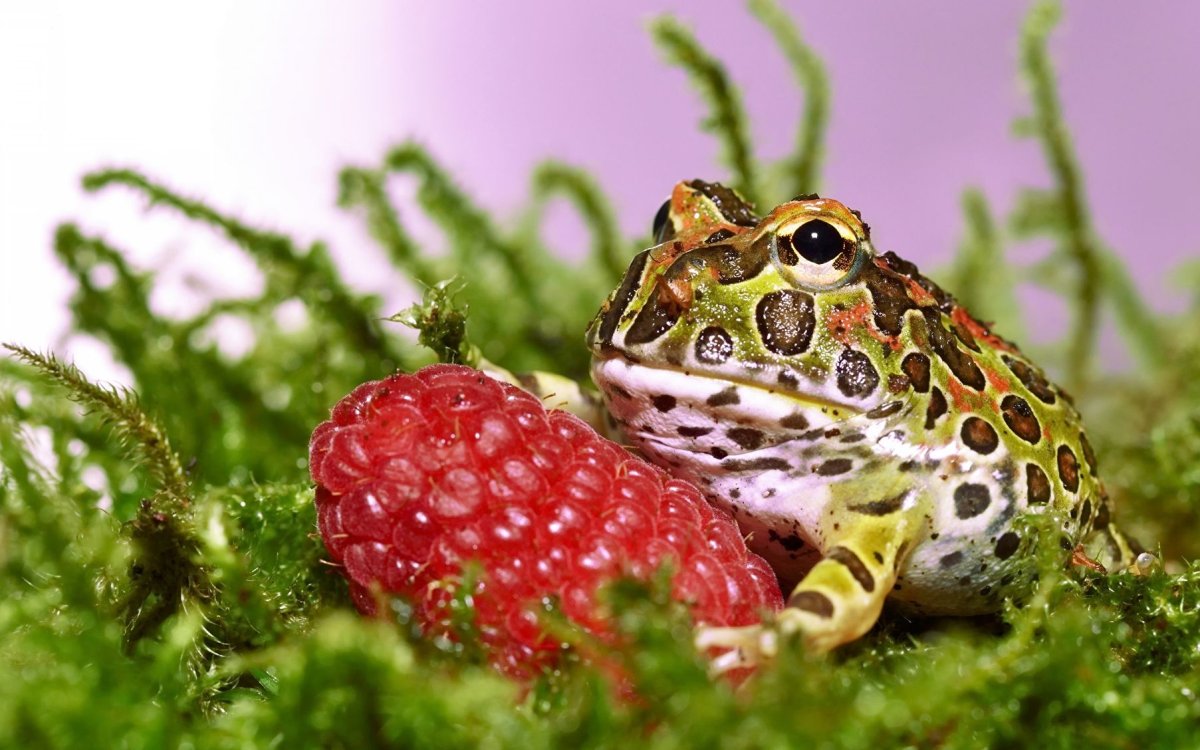 Красивые лягушки