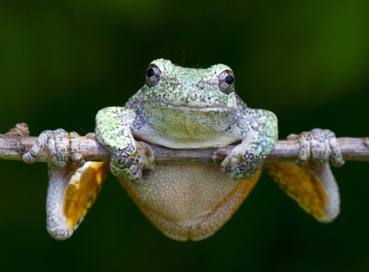 Лягушка земноводное животное