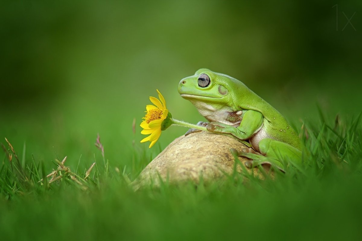 Милый Лягушонок