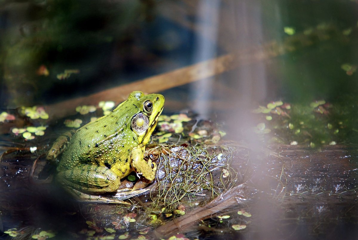 Гвианская водяная жаба