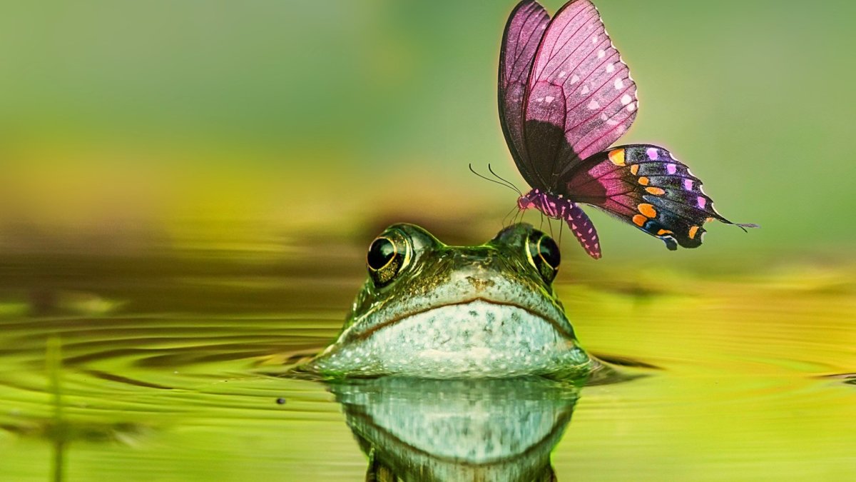 Лягушка и бабочка