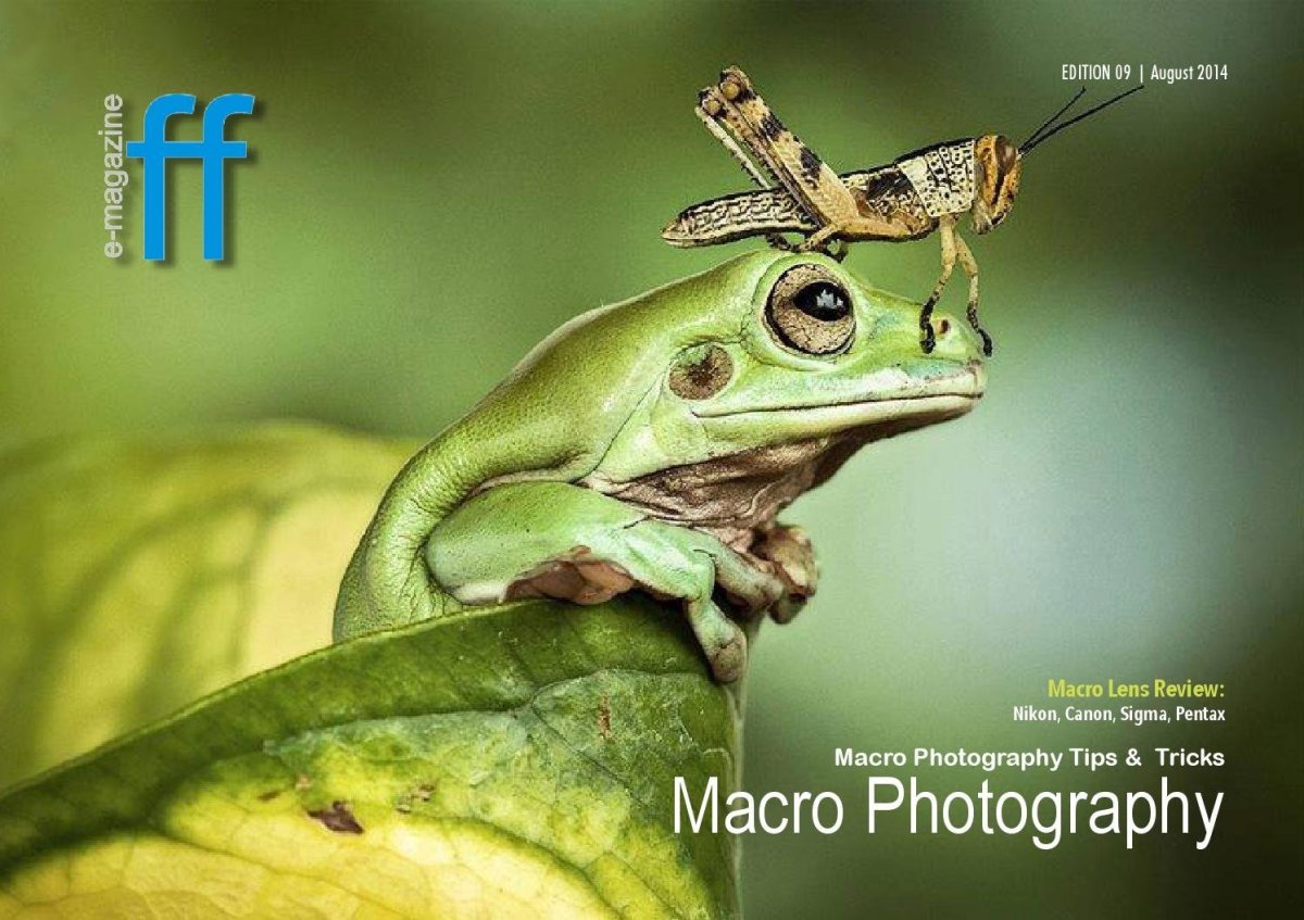 Сверчковая квакша