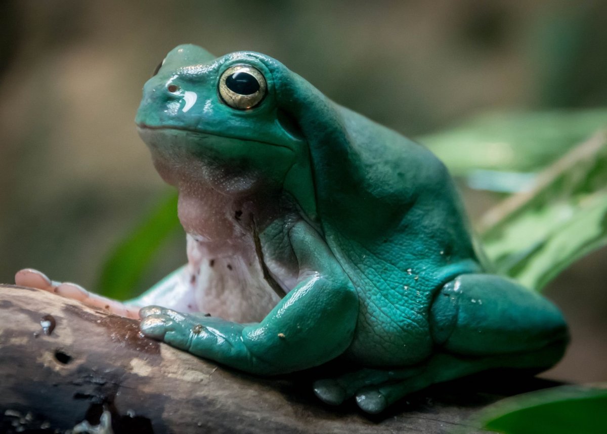 Изумрудная квакша