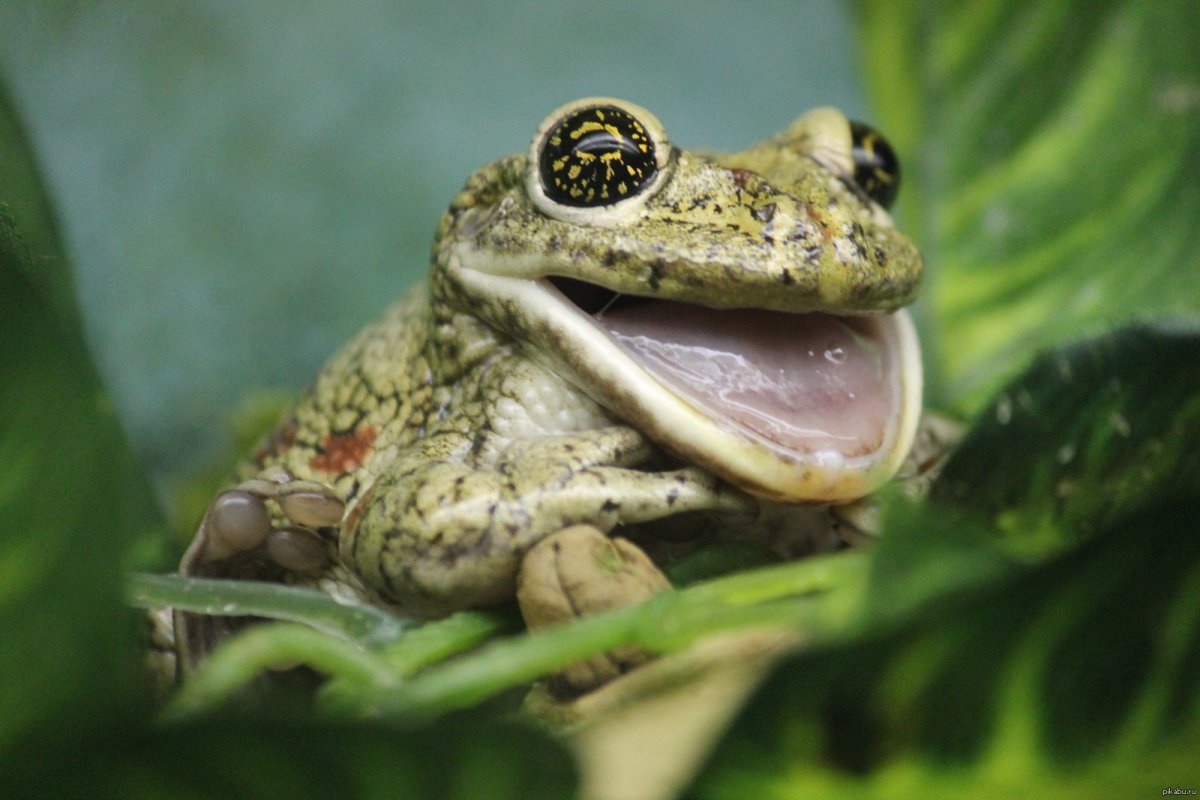 Жаба бородавчатая