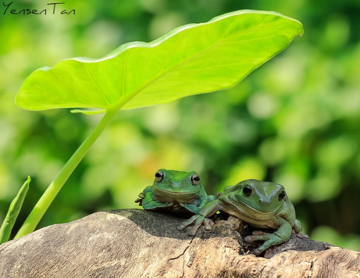 Танто Йенсен