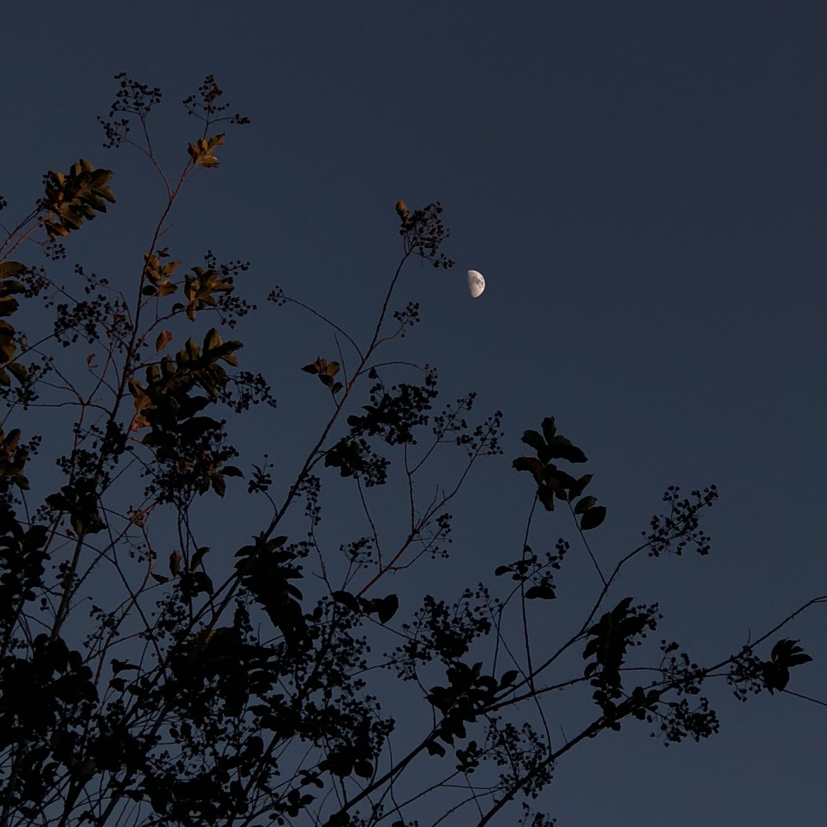 Темная Эстетика