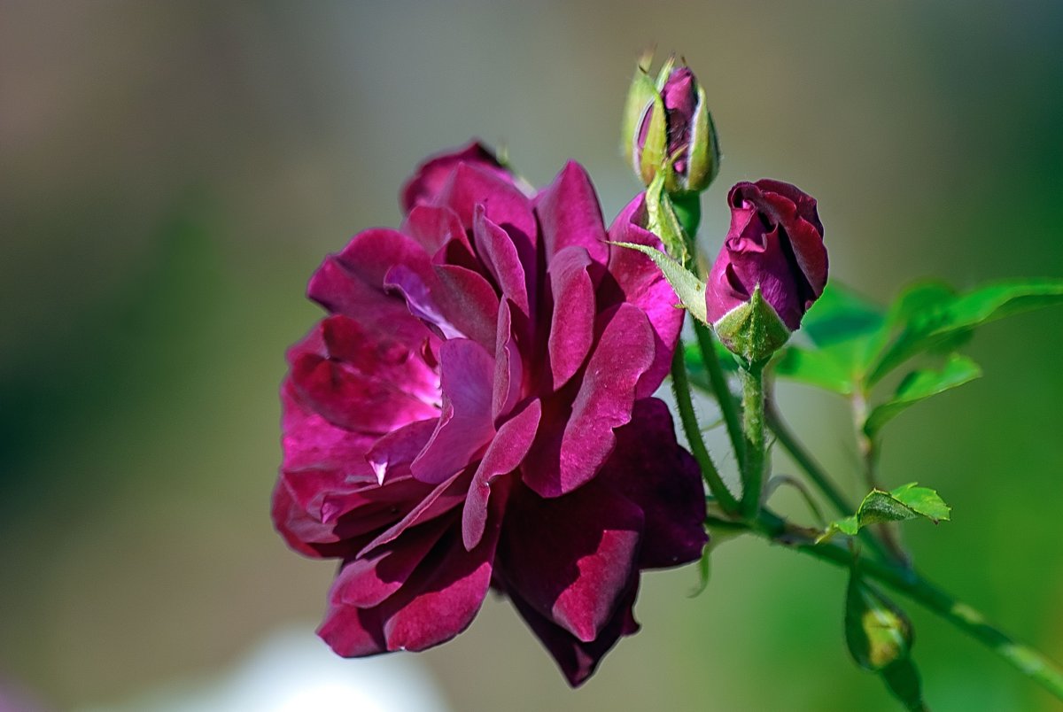 Доброго вечера и душевного спокойствия