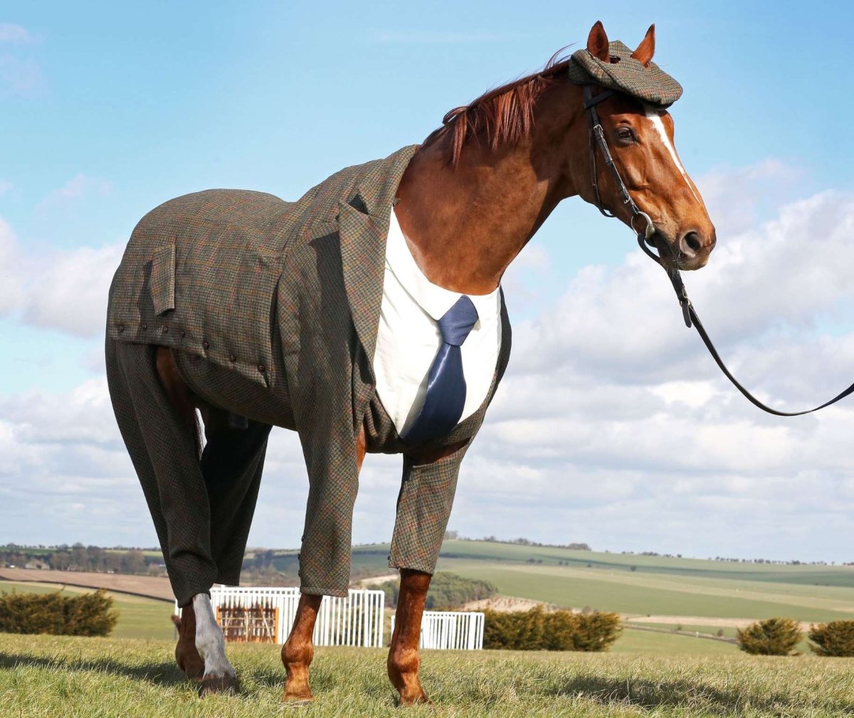 Смешной костюм лошади