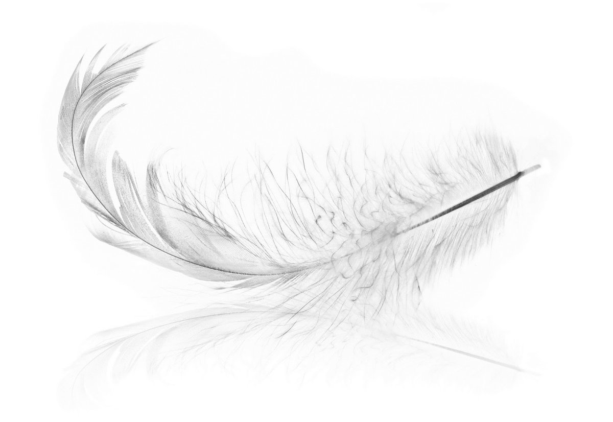 Белое перо на прозрачном фоне