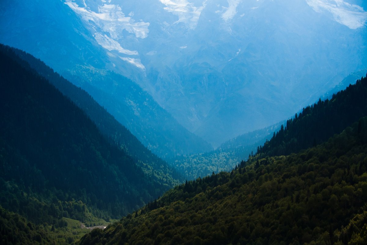 Леса Кавказа Грузия