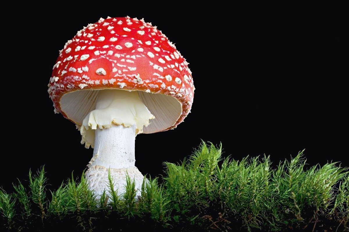 Мухомор желтоножковый