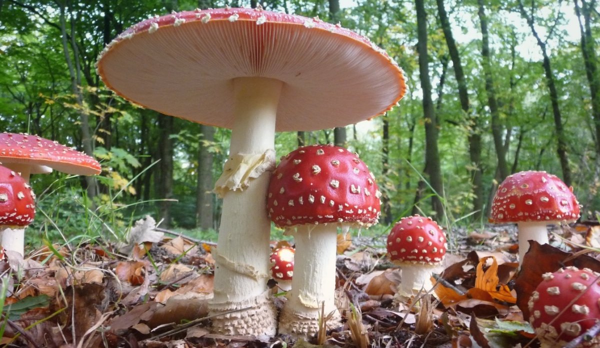 Мухомор Amanita muscaria