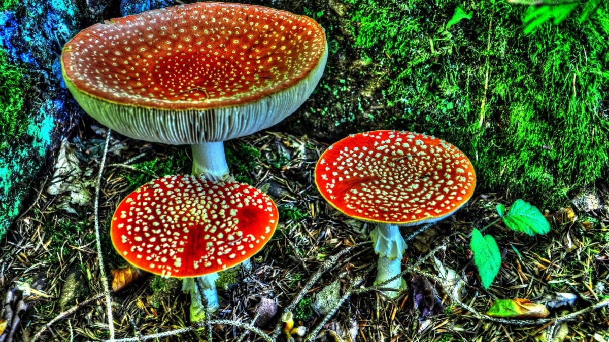 Базидиомикота мухомор – Amanita