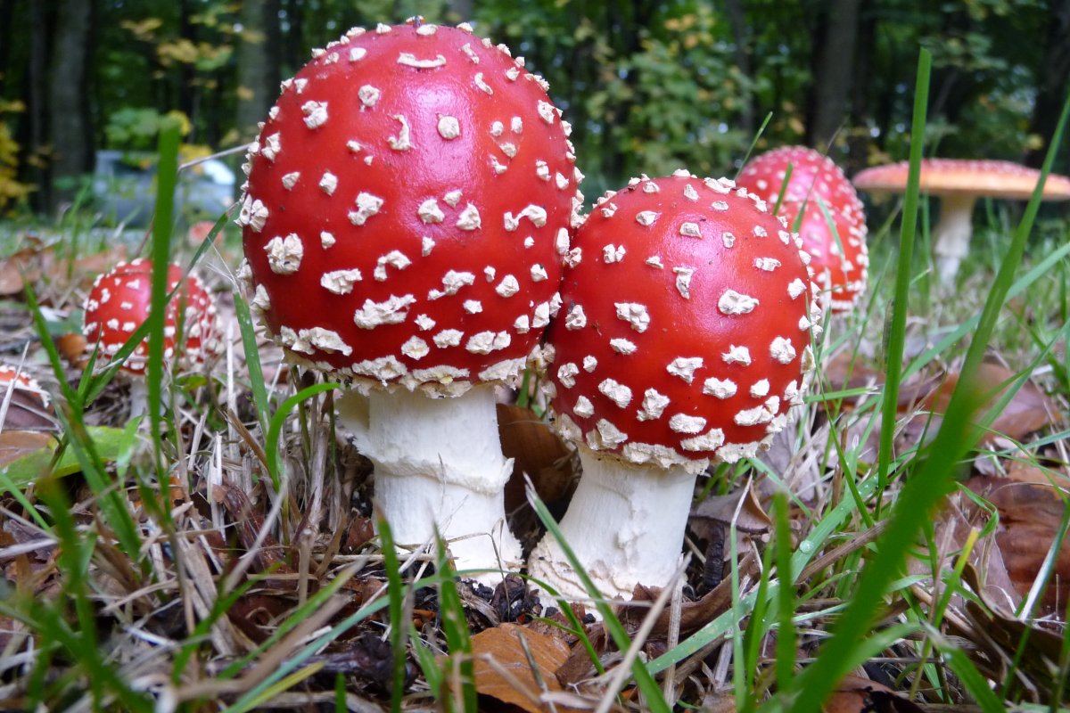 Синий мухомор