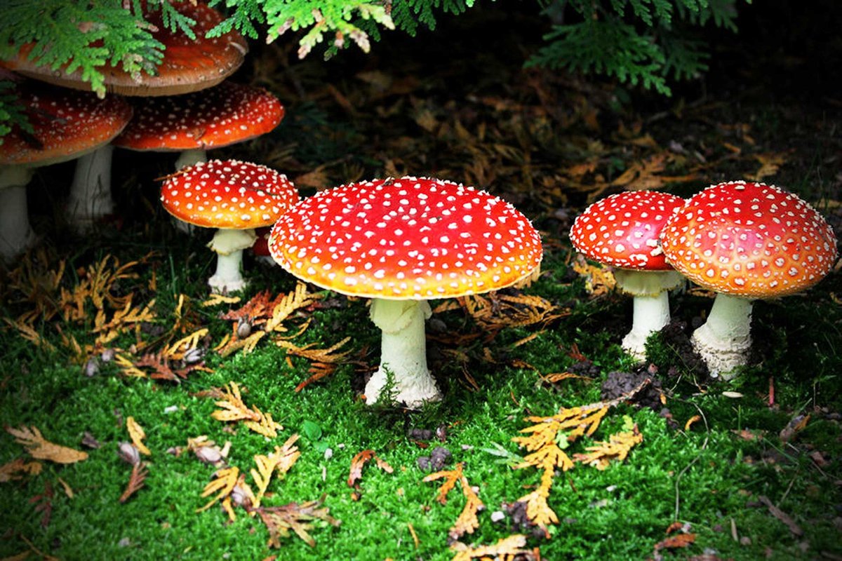 Текстильные мухоморы