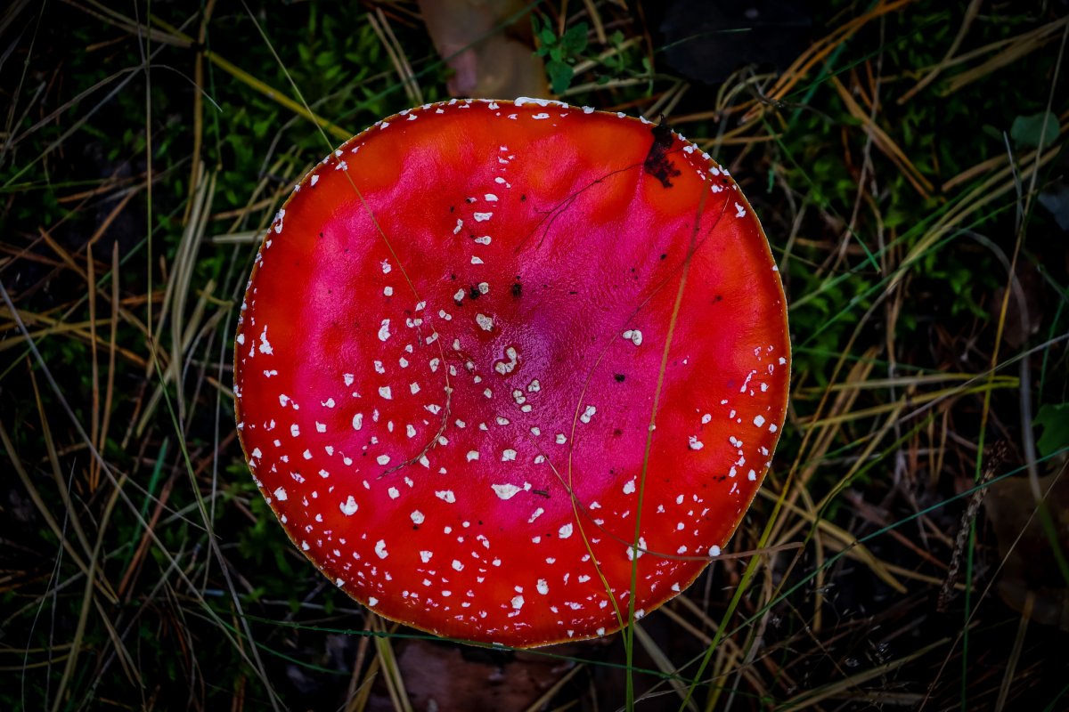 Плесневые грибы мухомор