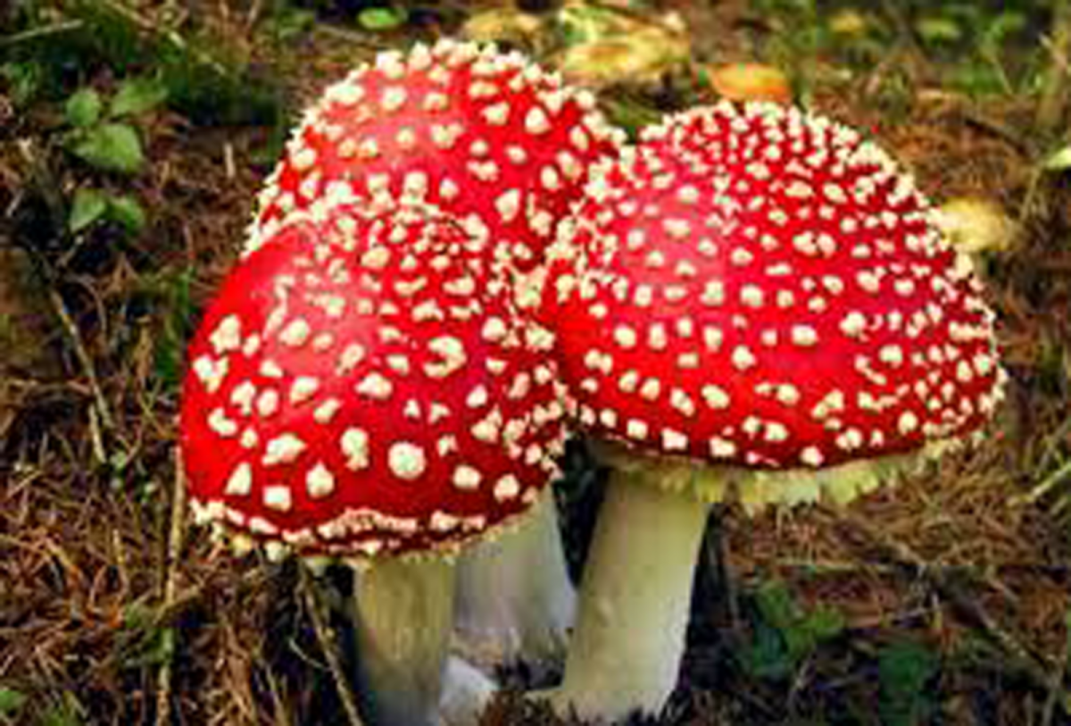 Пластинчатые грибы мухомор