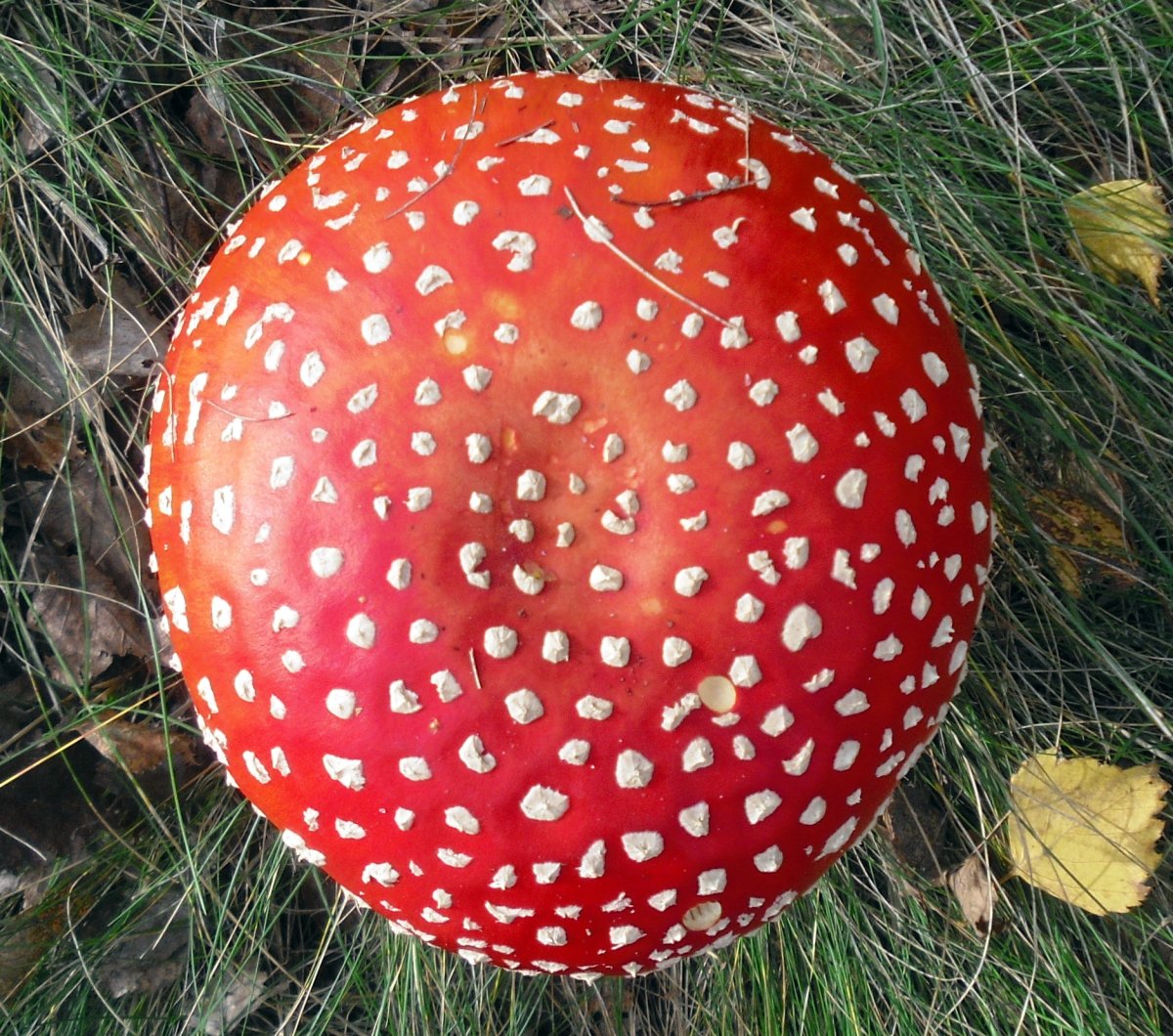 Грибочки Эстетика