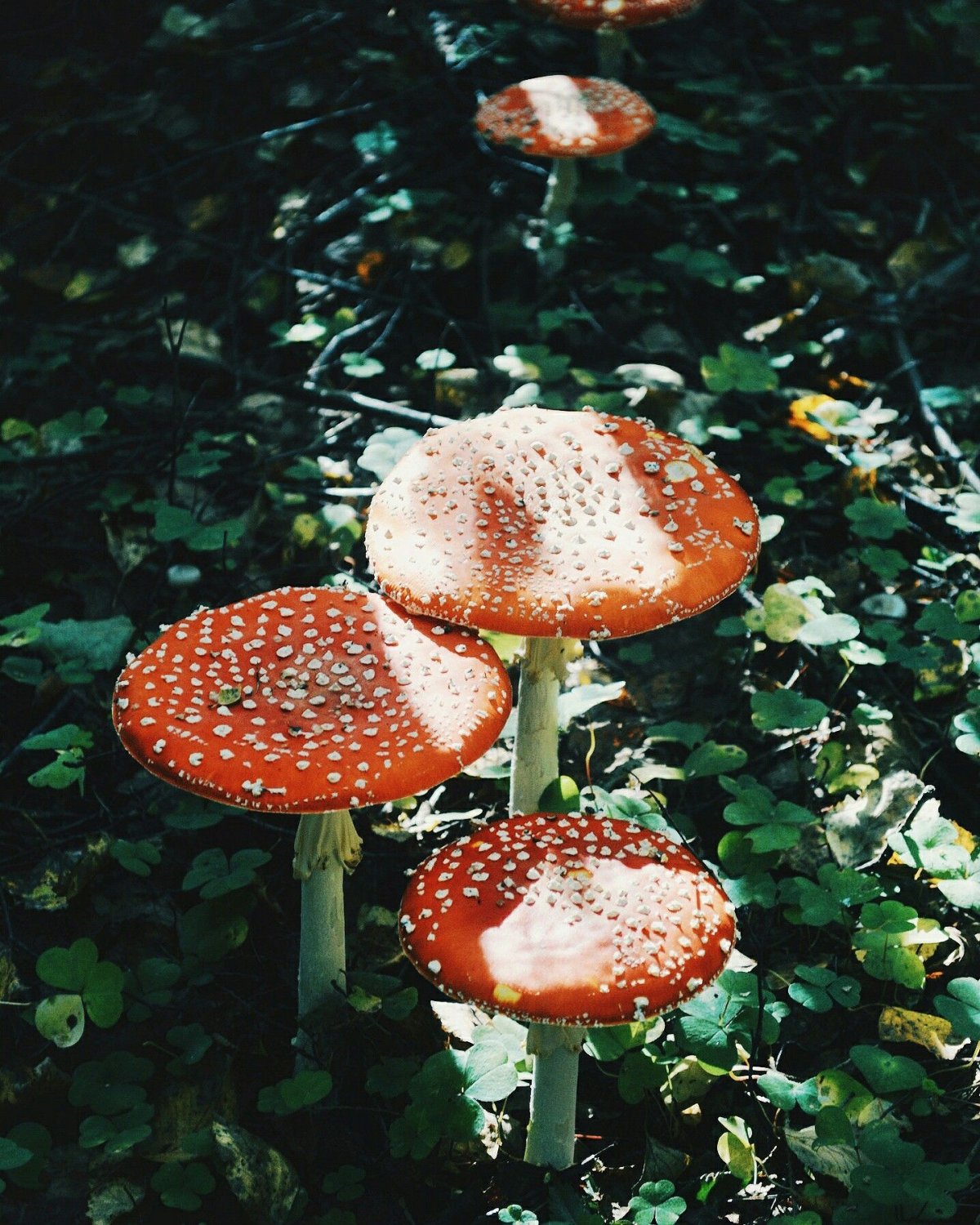 Мухомор галлюциноген