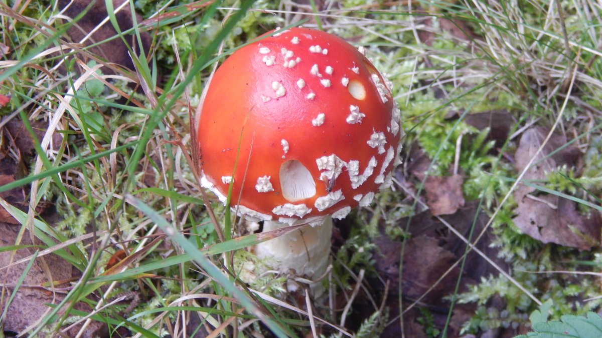 Гоблинкорн Эстетика