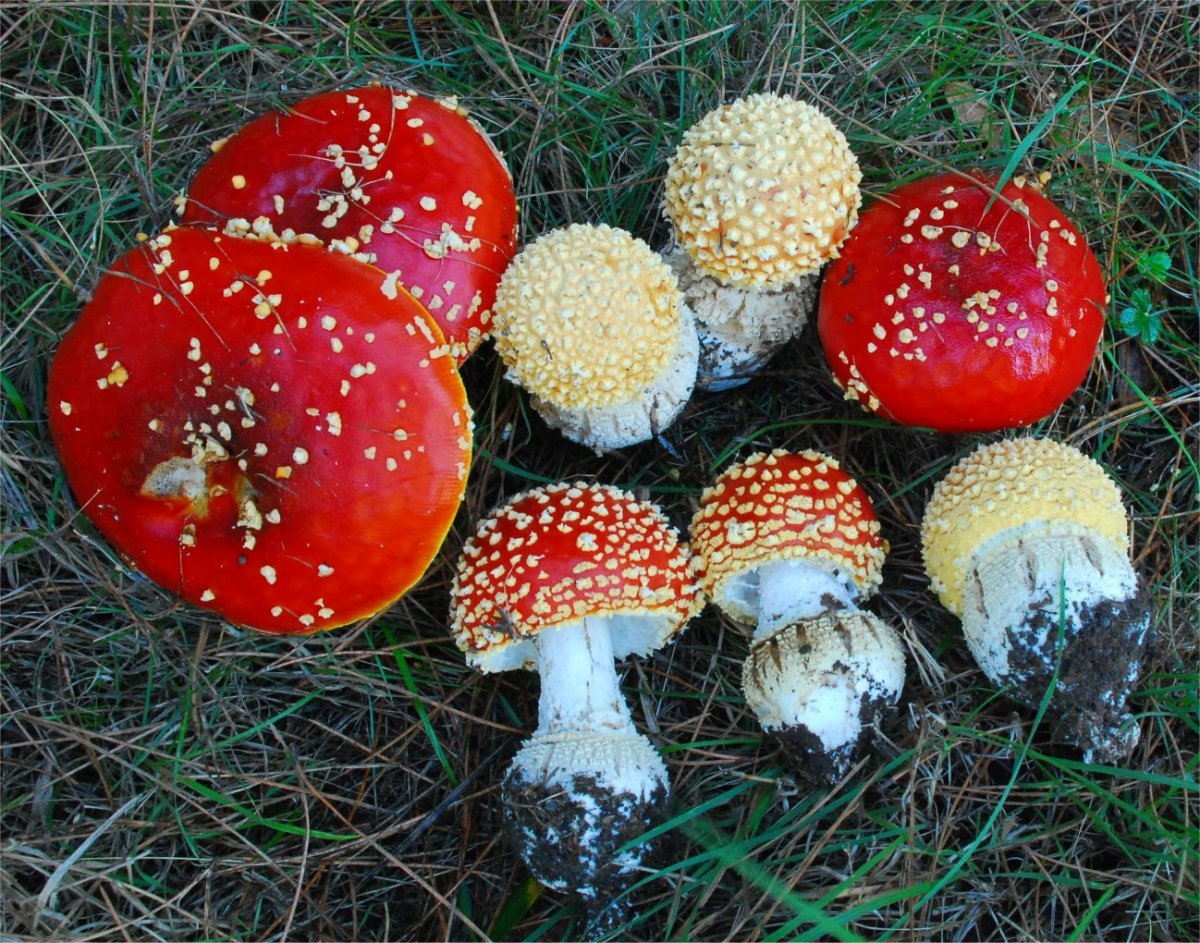 Инди КИД грибок мухомор