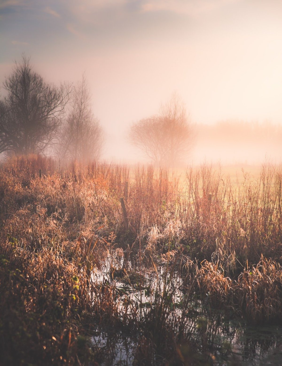 Константиново Рязанская область Заря