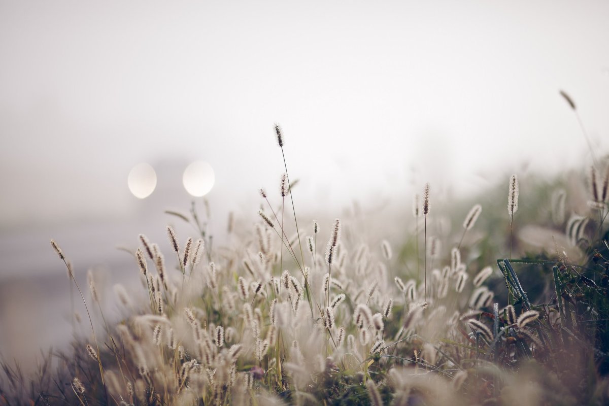 Туман весной