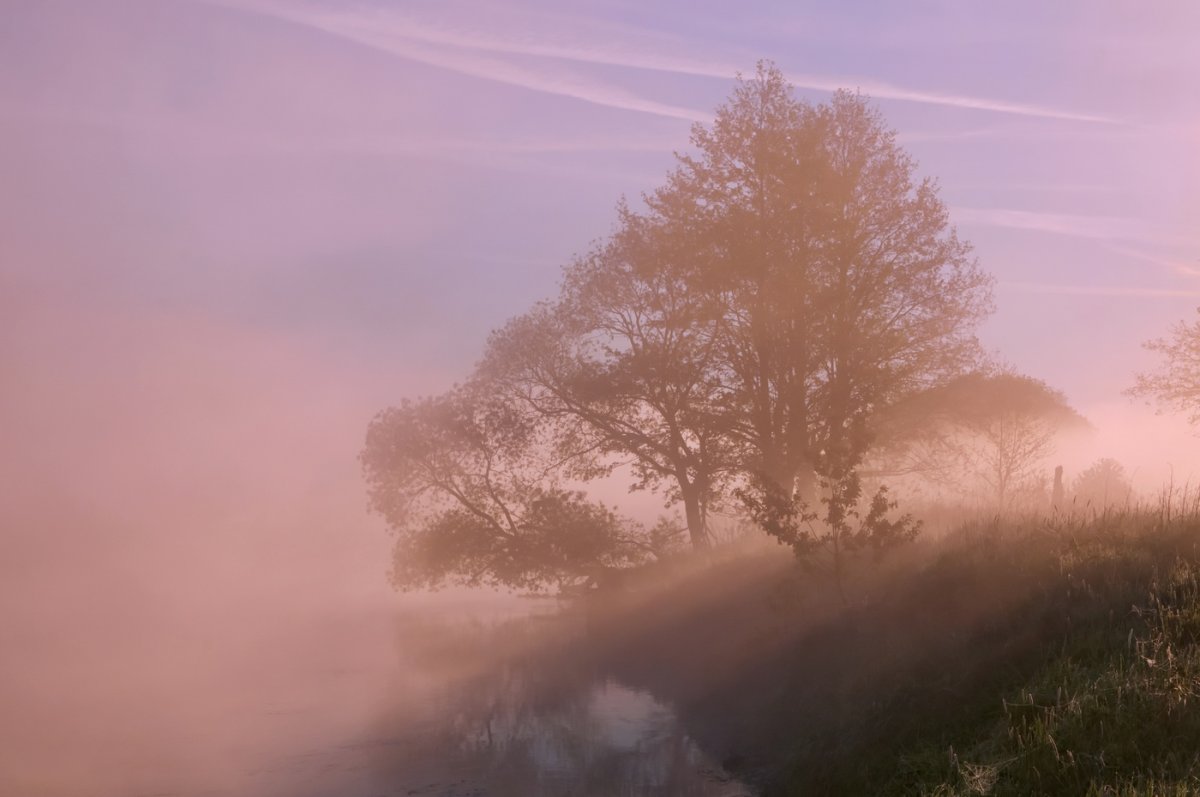 Весна лес туман