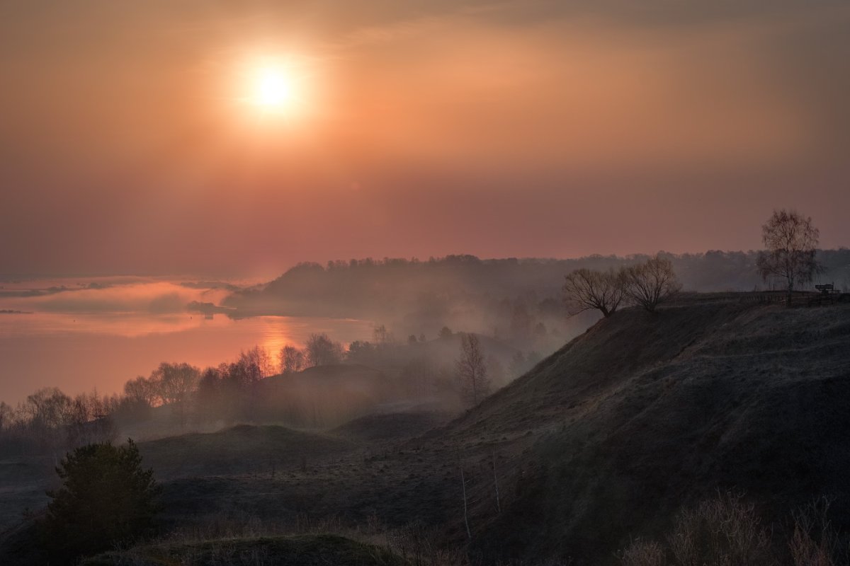 Птицы над лесом