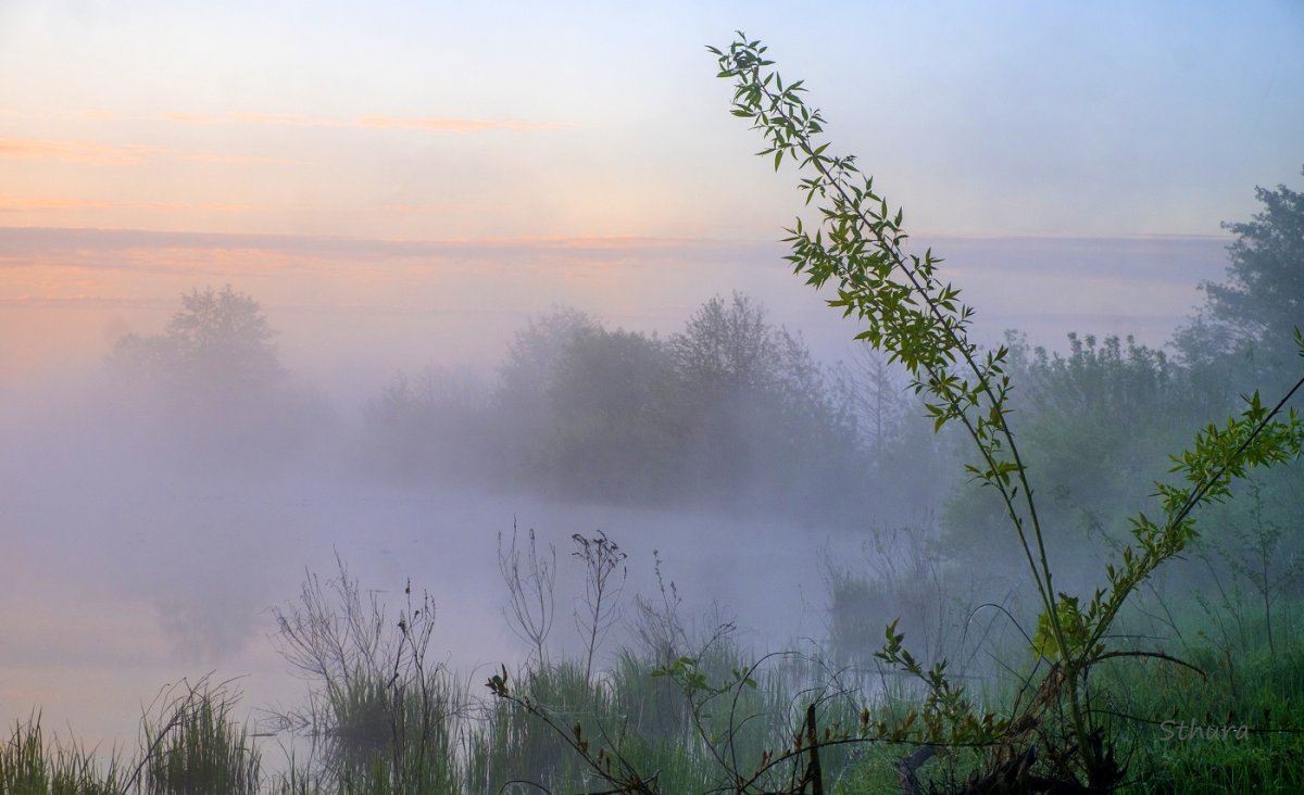 Трава в тумане