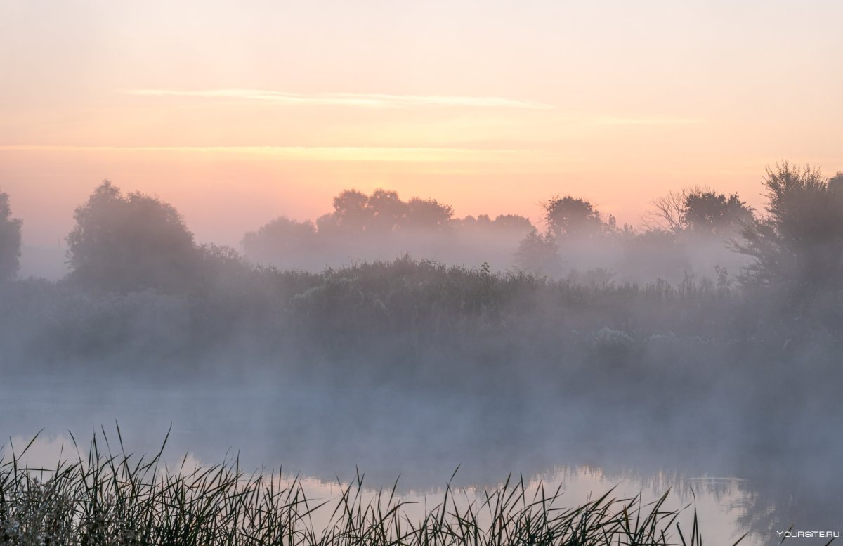 Полевые цветы в пастельных тонах
